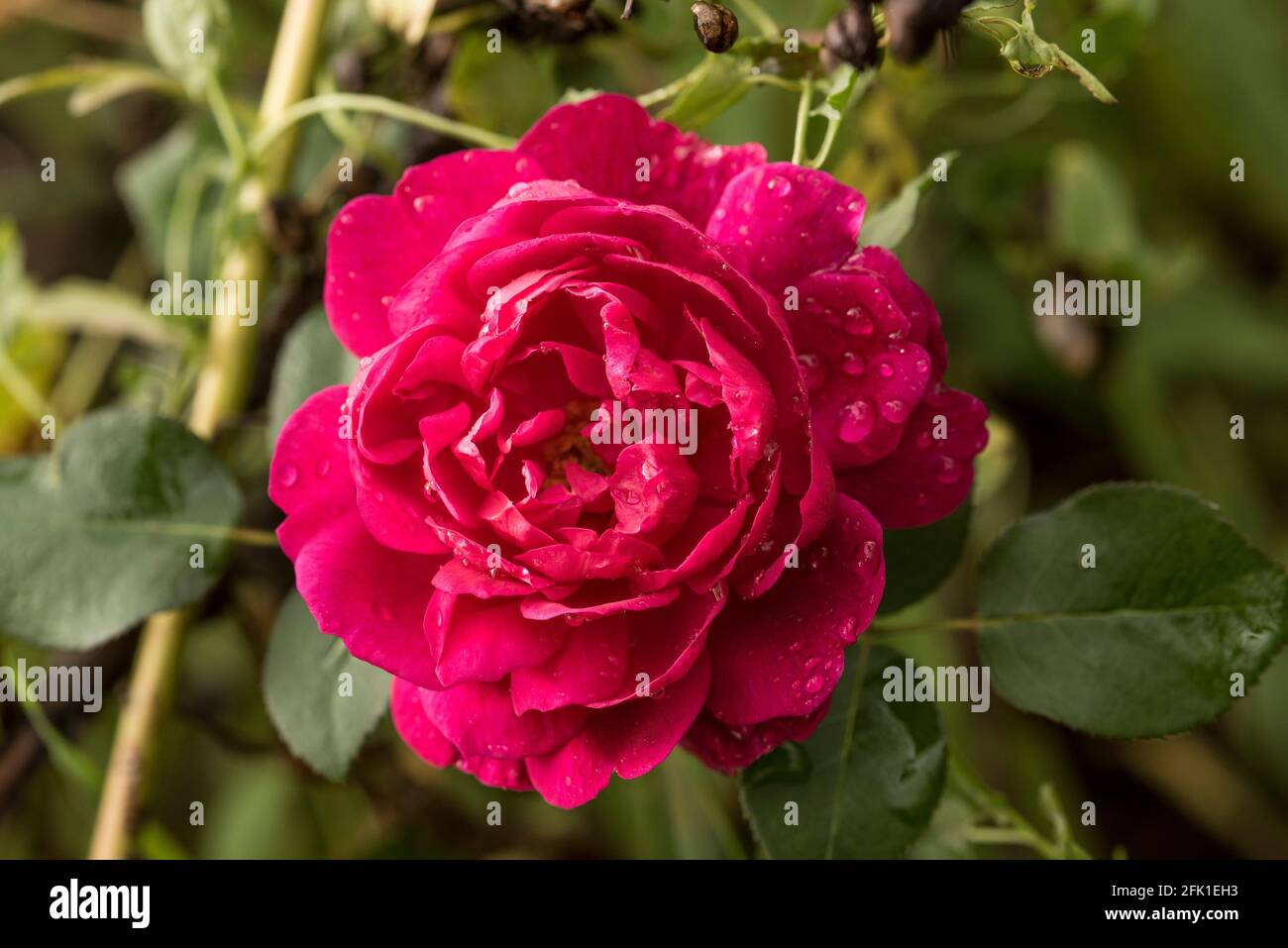 Dark deep pink magenta rose after a Summer rain shower Stock Photo - Alamy