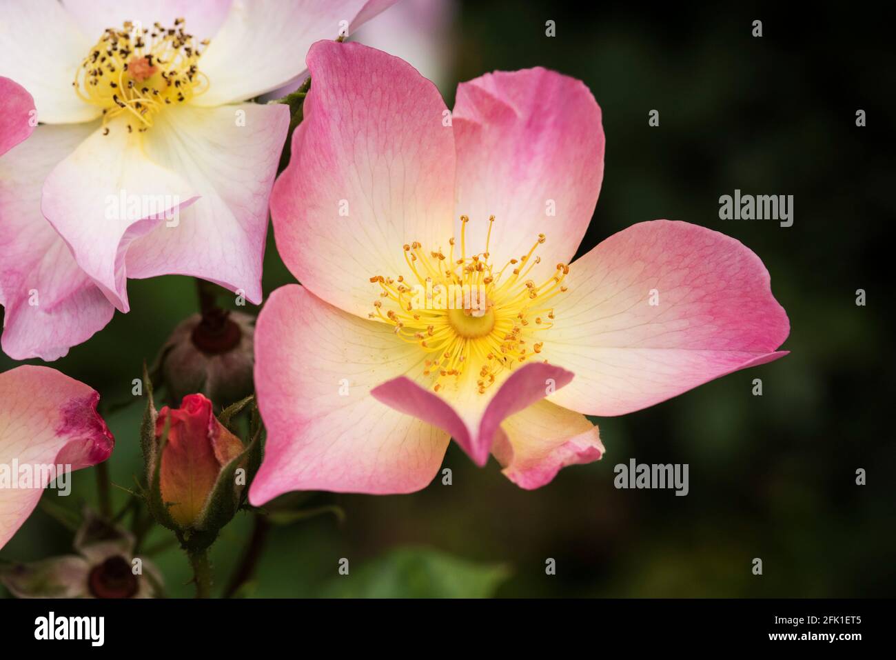 Wild blush rose hi-res stock photography and images - Alamy
