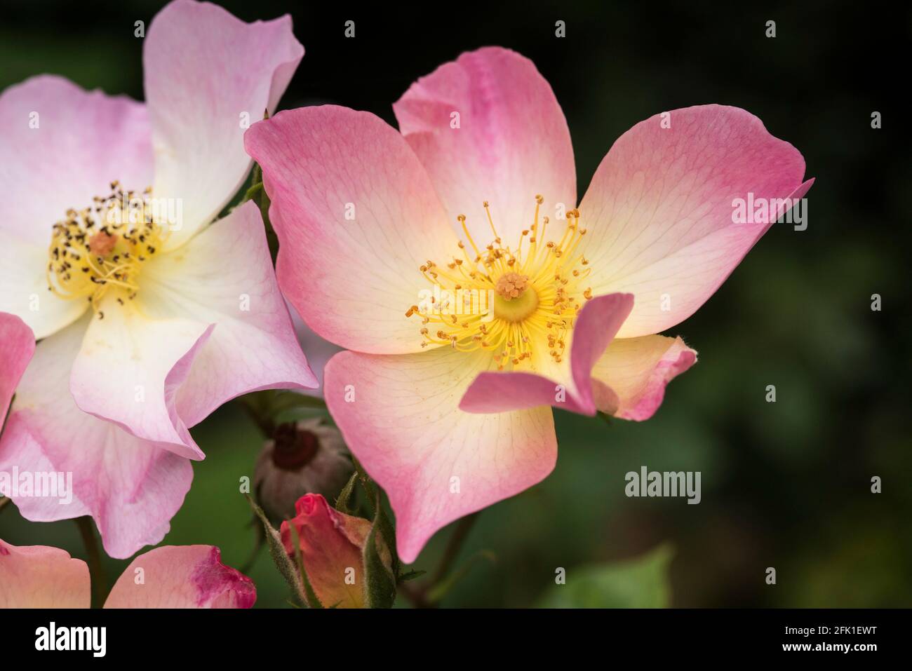 Wild blush rose hi-res stock photography and images - Alamy