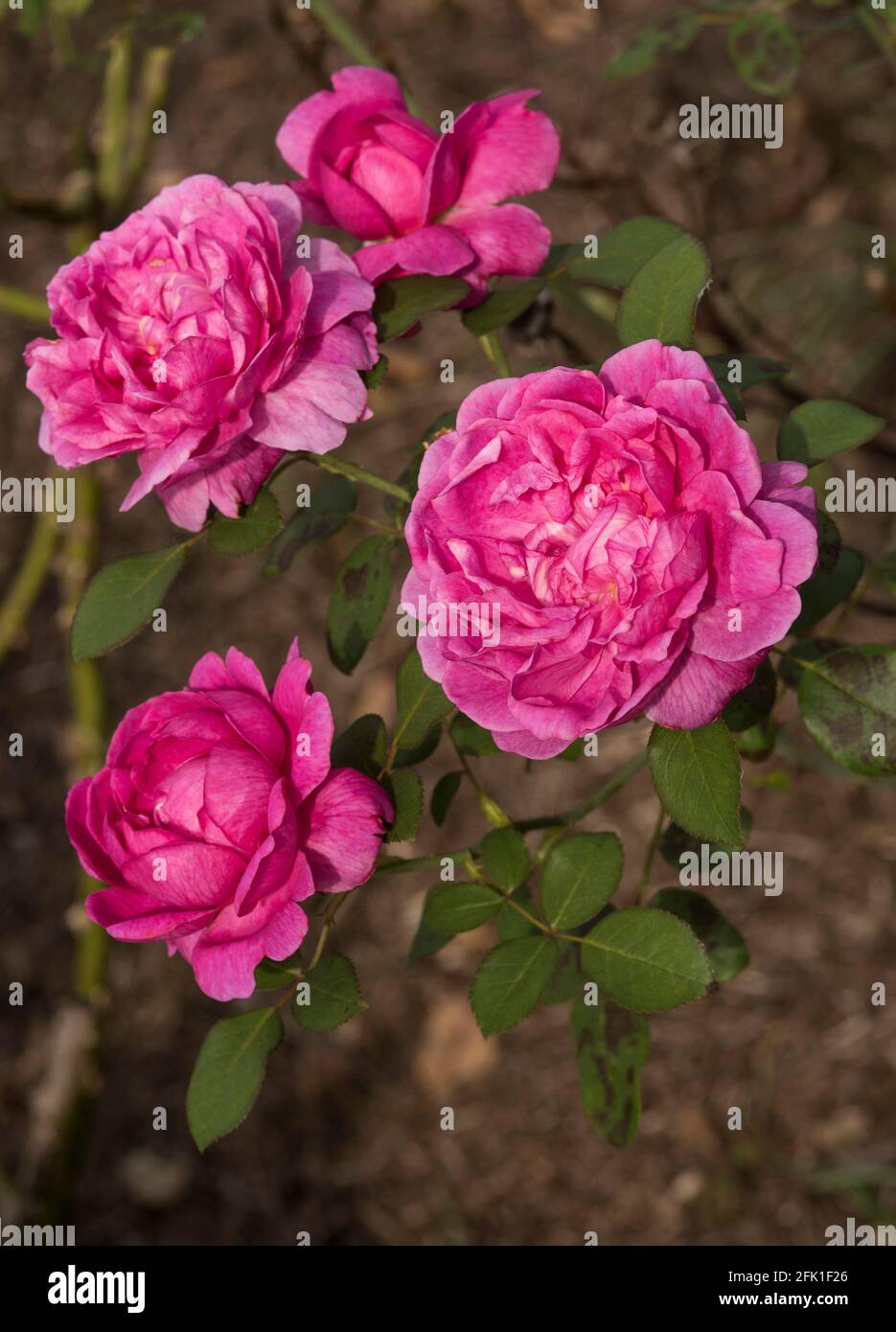 Ruffles cottage hi-res stock photography and images - Alamy