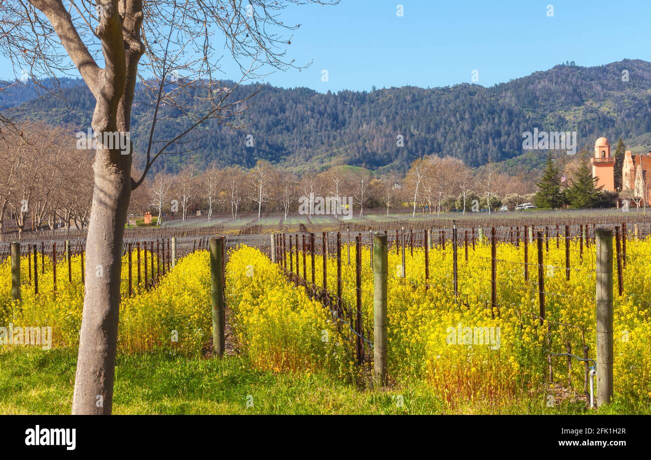 Blooming field mustard and the grapevines in early spring, Napa Valley, California, USA. Stock Photo