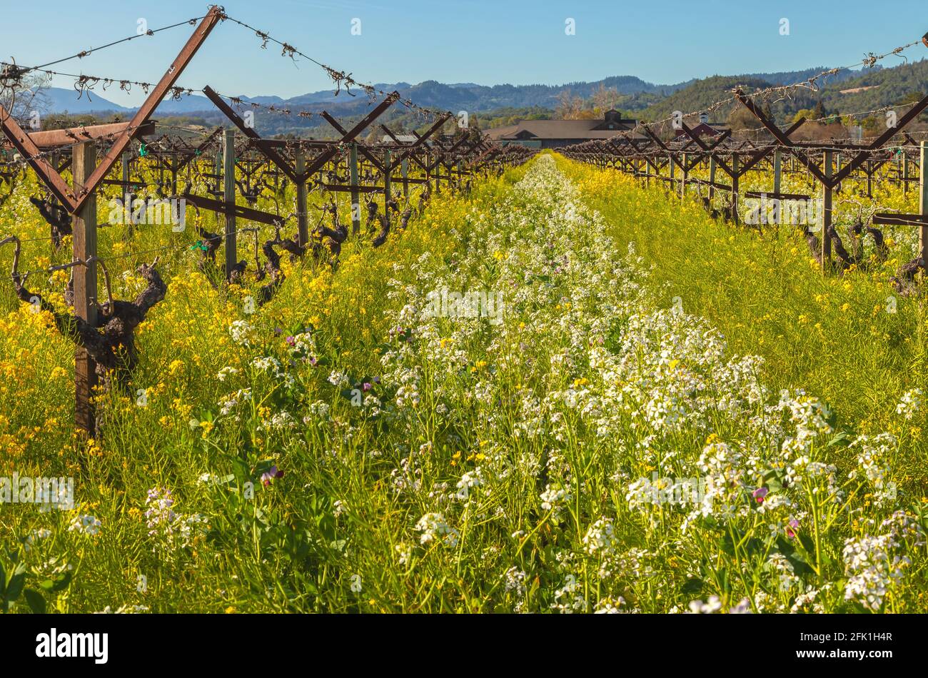 Blooming wildflowers and the grapevines in early spring, Napa Valley, California, USA. Stock Photo