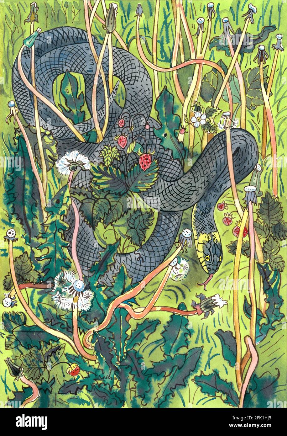 Grass snake in the summer meadow among dandelions and strawberries. Hand drawn ink and watercolor illustration. Nature, environment, children book. Stock Photo