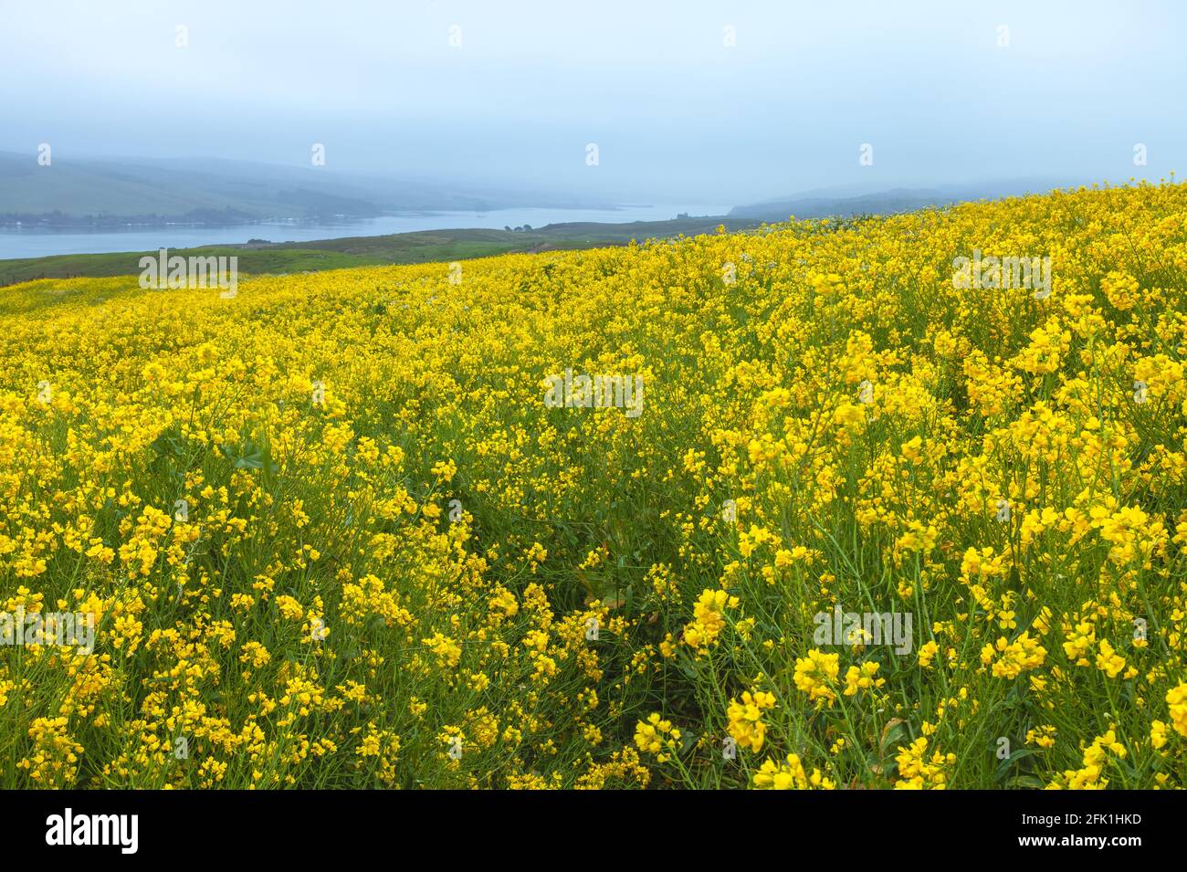 Blooming field mustard Brassica rapa overlooking the Tomales Bay in background in Point Reyes National Seashore, California,USA, on a foggy morning. Stock Photo