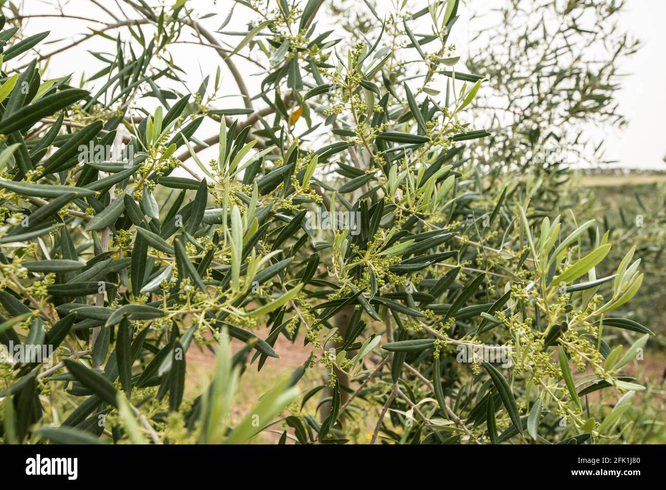 Wild olive trees in the Herriza de la Lobilla, Osuna, Seville Stock Photo