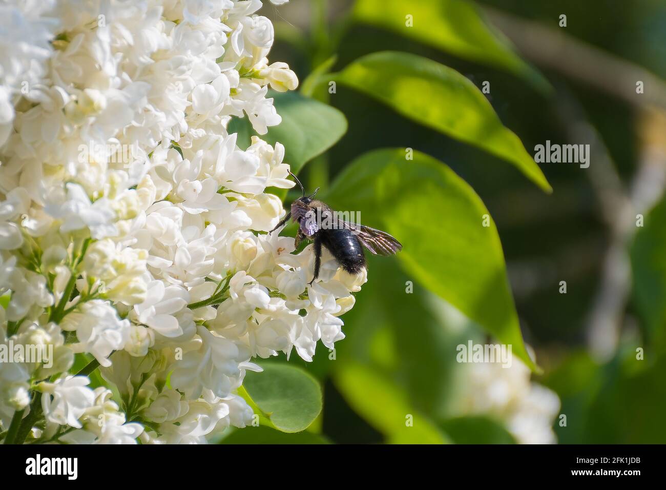 Carpenter bee (Xylocopa violacea) on a white lilac (Syringa vulgaris) Stock Photo