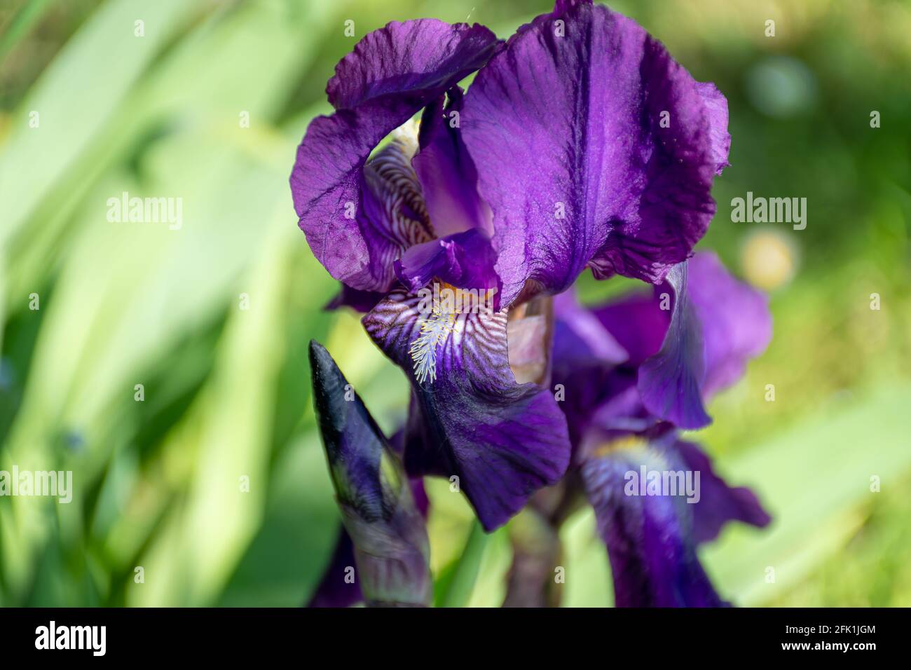 Violet Iris in a green garden in europe Stock Photo
