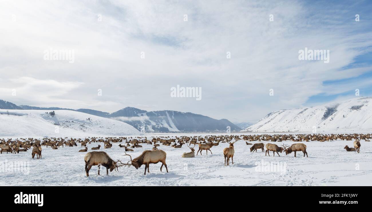 Southview from National Elk Refuge, Jackson Hole Wyoming Stock Photo