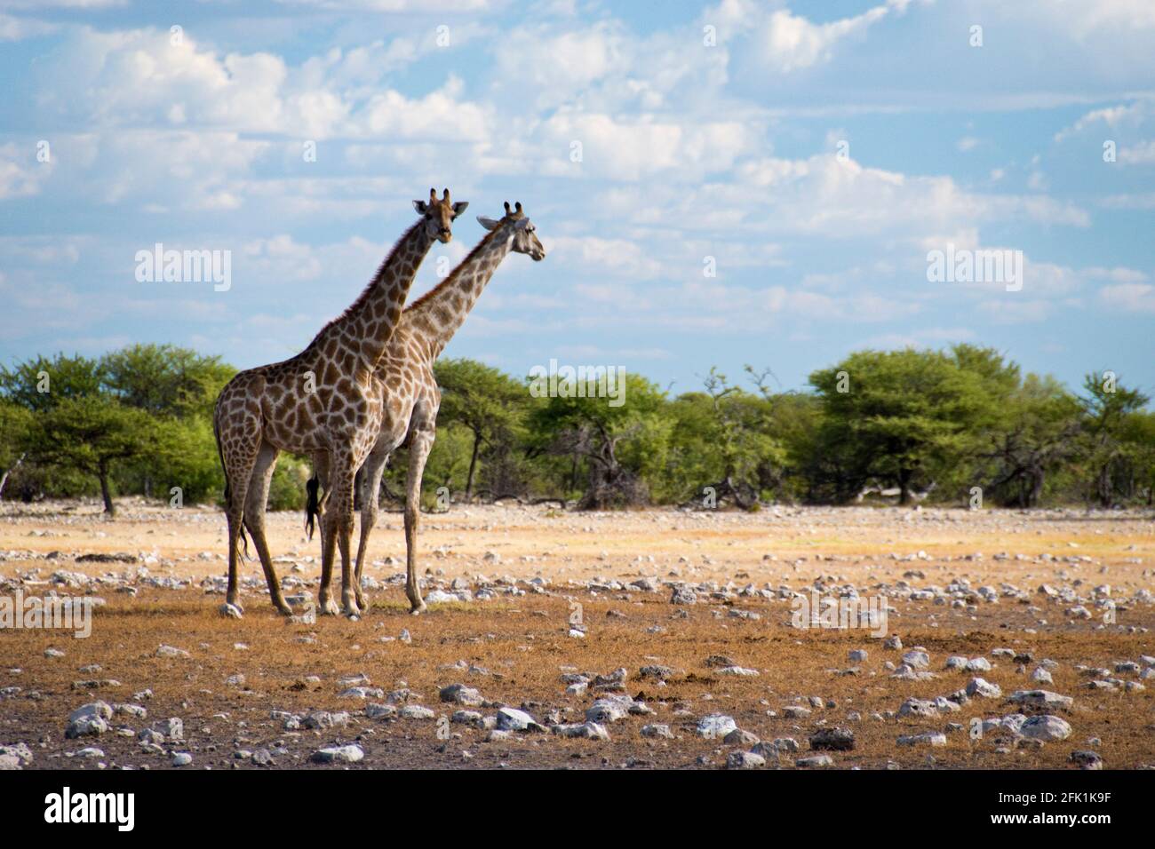 Giraffes graze on the desert landscape of Etosha National Park, Namibia