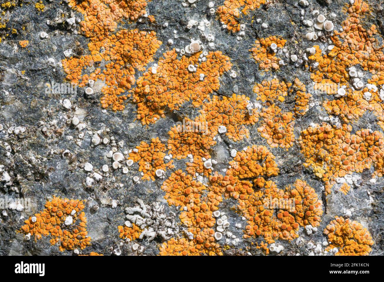 Calogaya arnoldii lichen Stock Photo