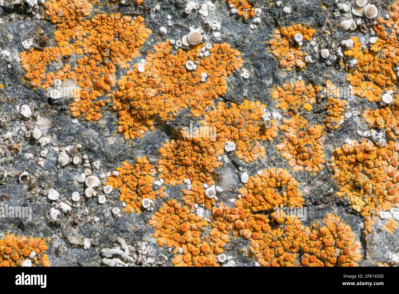 Calogaya arnoldii lichen Stock Photo