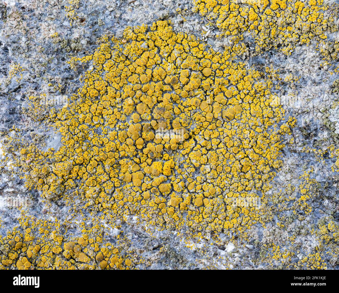 Common Goldspeck Lichen, Candelariella vitellina Stock Photo