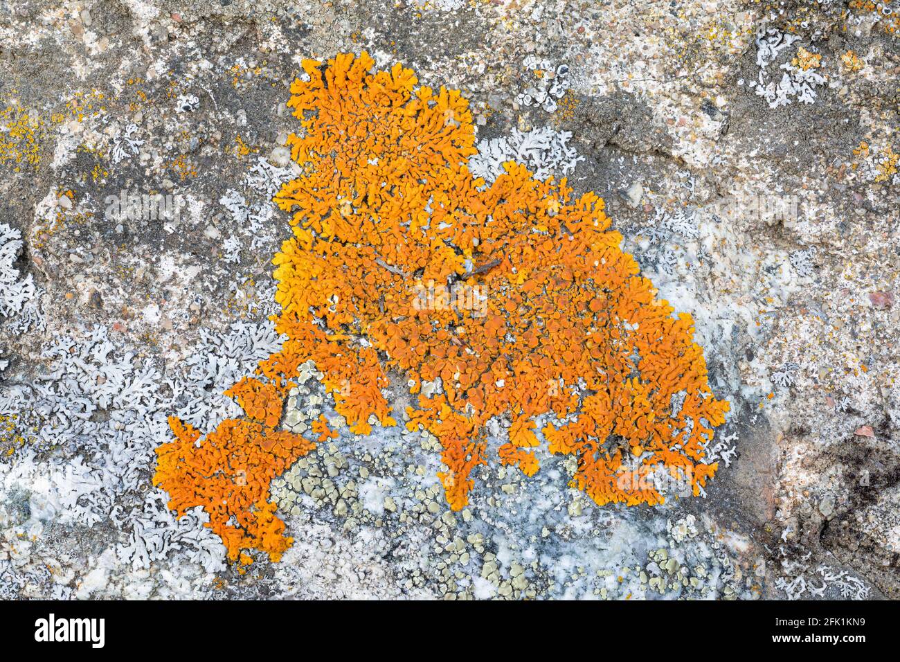 Elegant sunburst lichen, Rusavskia elegans Stock Photo