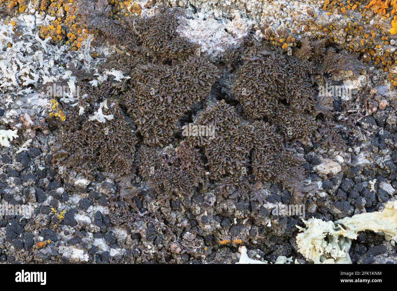 Massalongia carnosa lichen Stock Photo