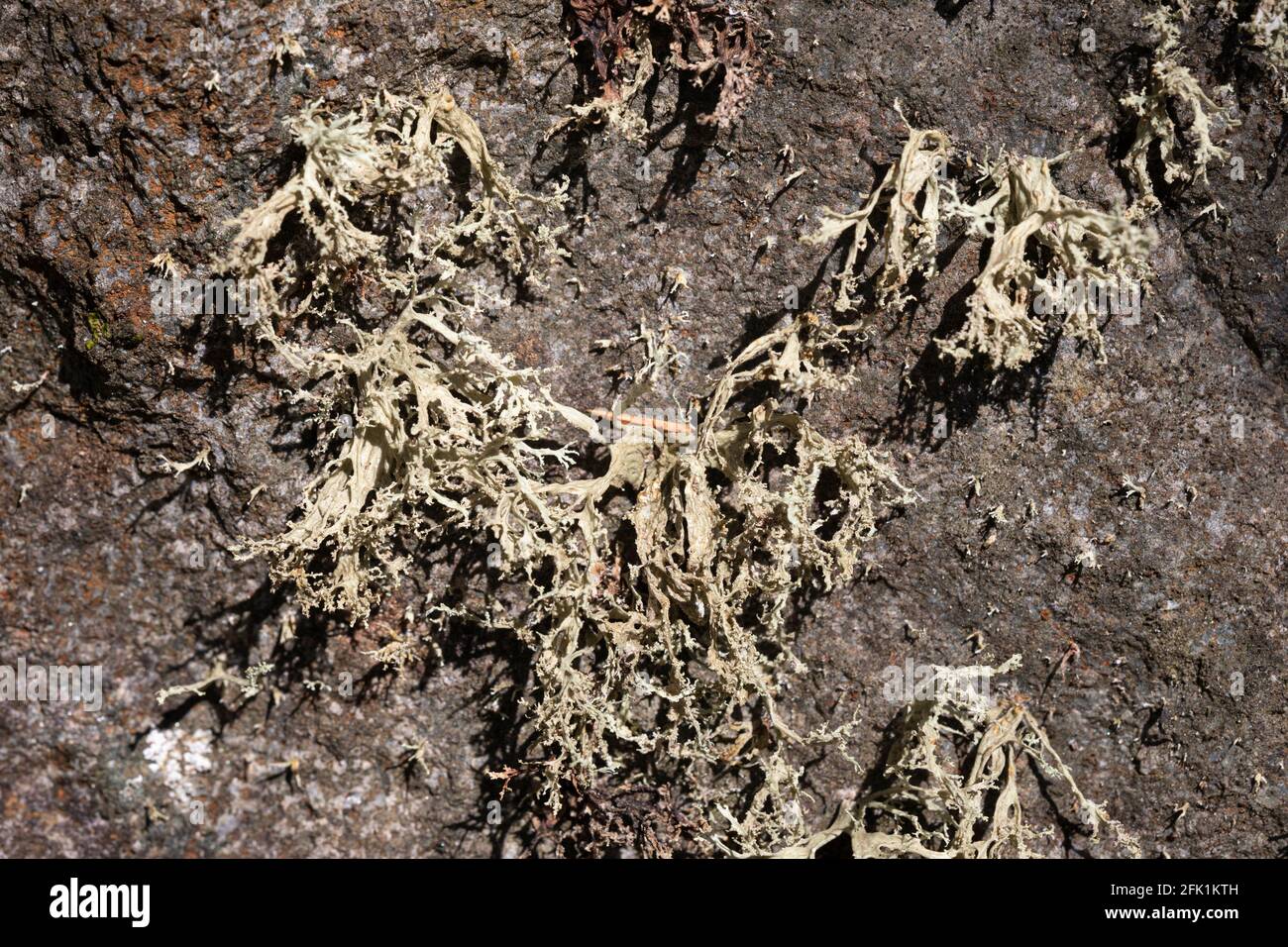 Ramalina pollinaria lichen Stock Photo