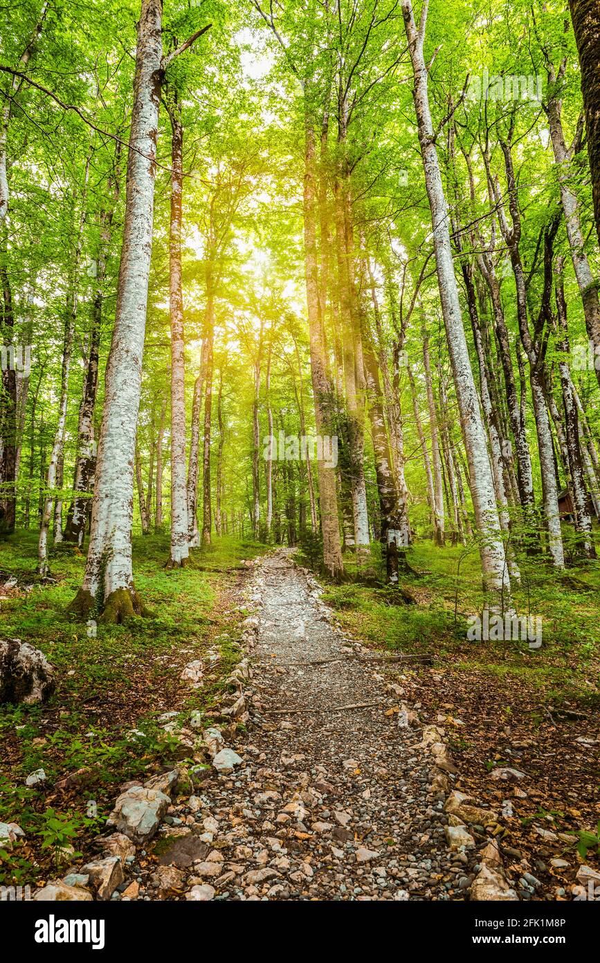 Sun in birch grove Stock Photo