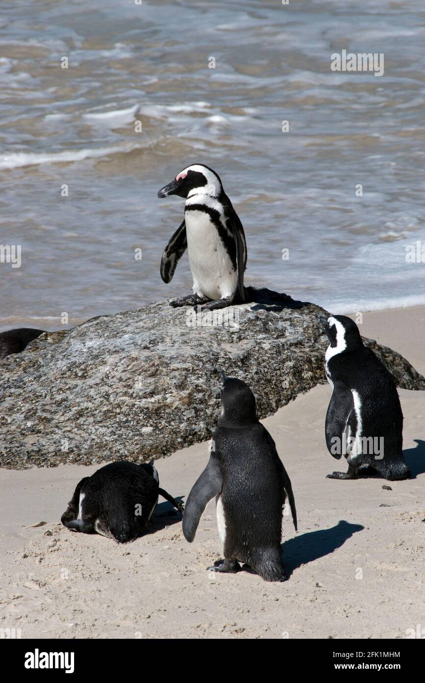 African penguins at Boulders Beach (part of Table Mountain National Park) near Simon's Town, South Africa. Stock Photo