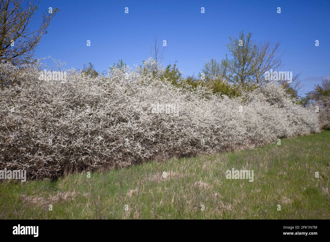 Blackthorn hedge. Prunus spinosa Stock Photo - Alamy