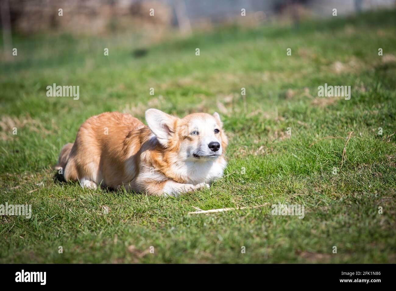 Welsh Corgi Pembroke creeping up to another dog to play Stock Photo