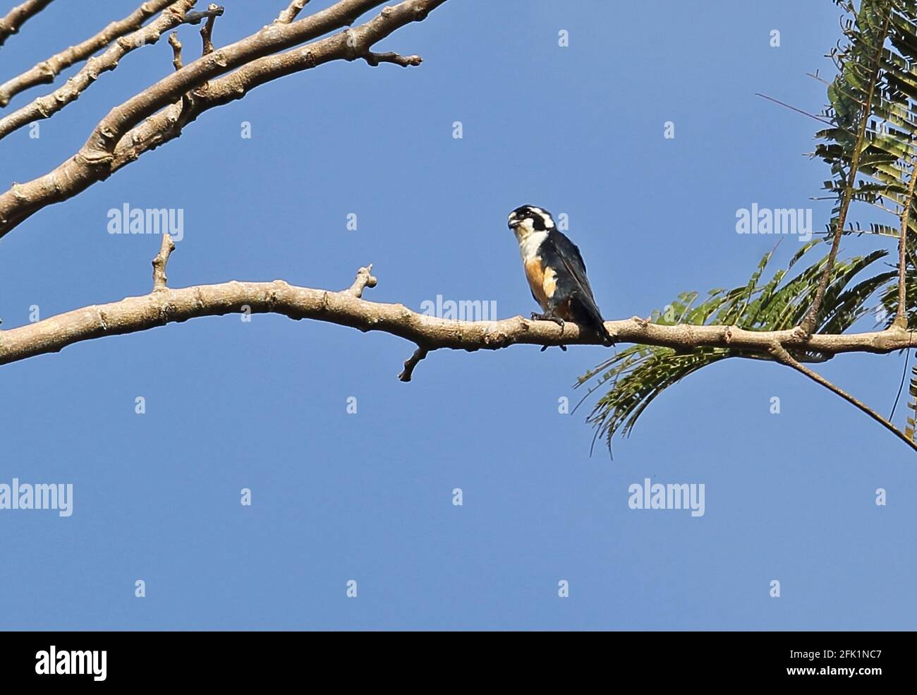 Black-thighed Falconet (Microhierax fringillarius) adult perched on branch Way Kambas NP, Sumatra, Indonesia         June Stock Photo