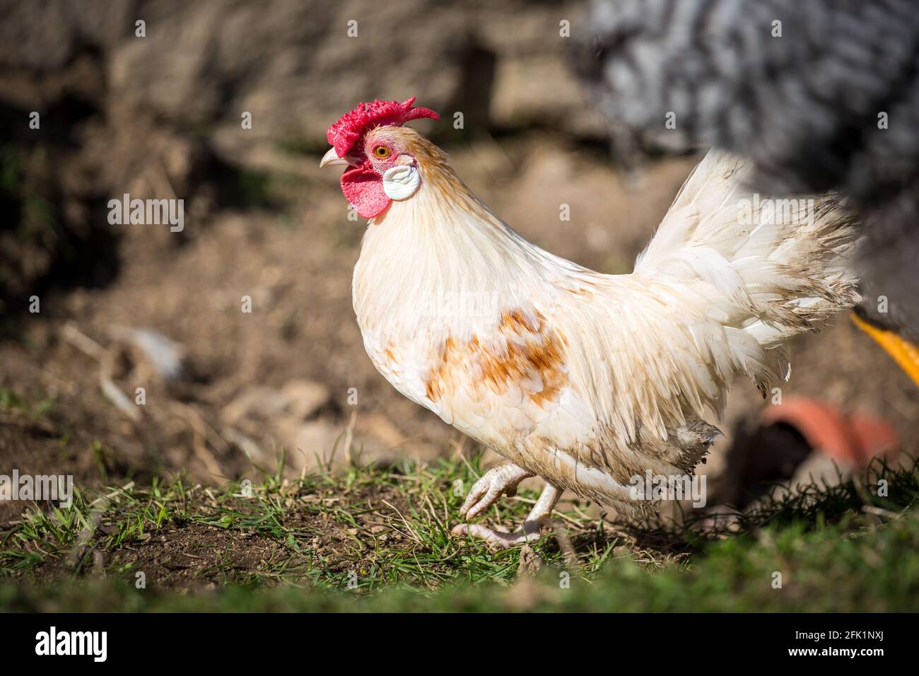 White bantam chicken hi-res stock photography and images - Alamy