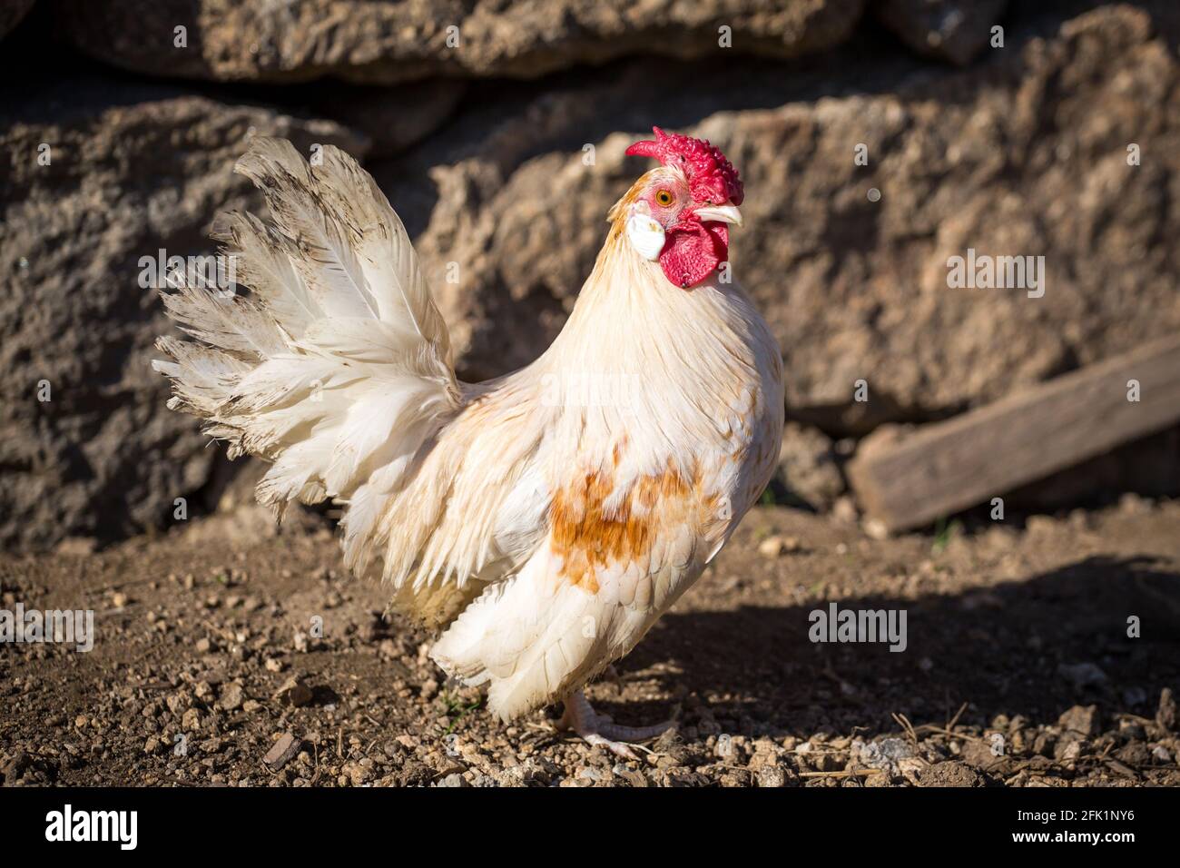 White rooster of the chicken breed Bantam chicken Stock Photo - Alamy
