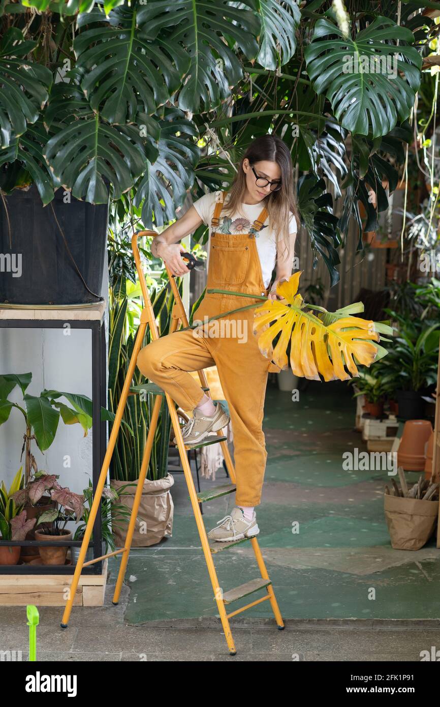 Woman florist work in home garden. Young entrepreneur, greenhouse or houseplant shop owner gardening Stock Photo