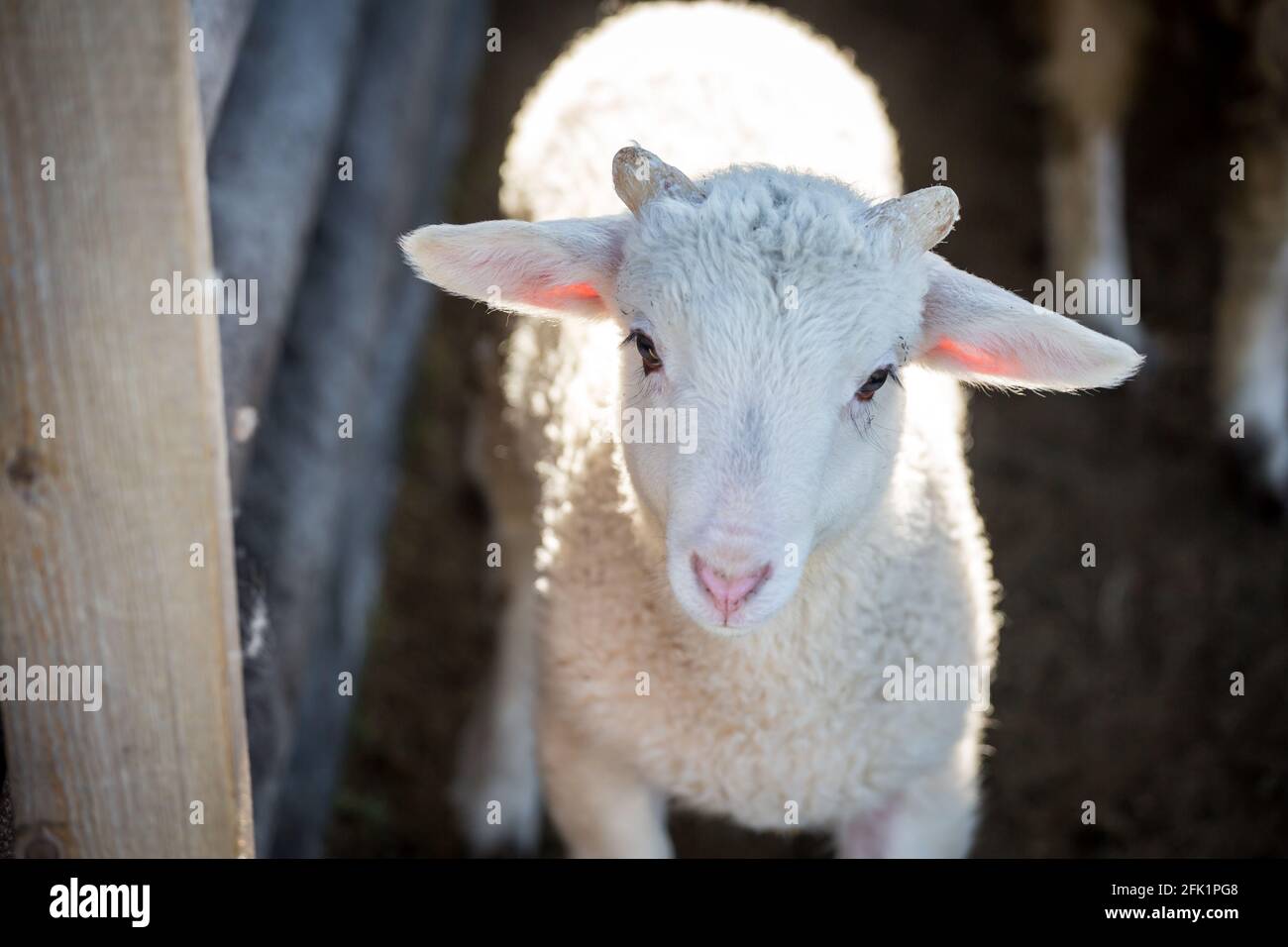 'Waldschaf' lamb (baby sheep) - an endangered sheep breed from the area of the Bavarian Forest, Bohemian Forest and the Waldviertel Stock Photo