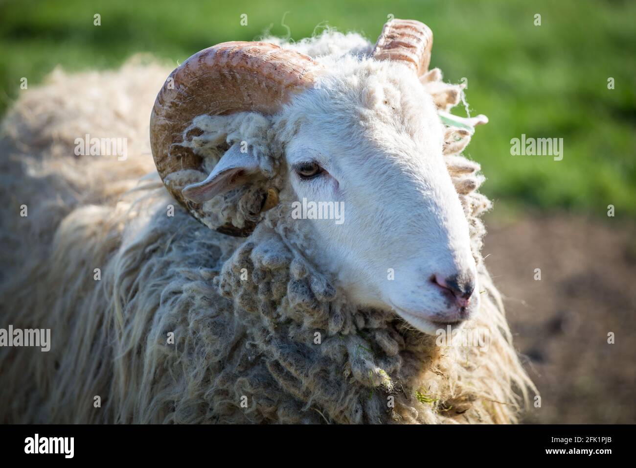 "Waldschaf" ram (male sheep) an endangered sheep breed from the area