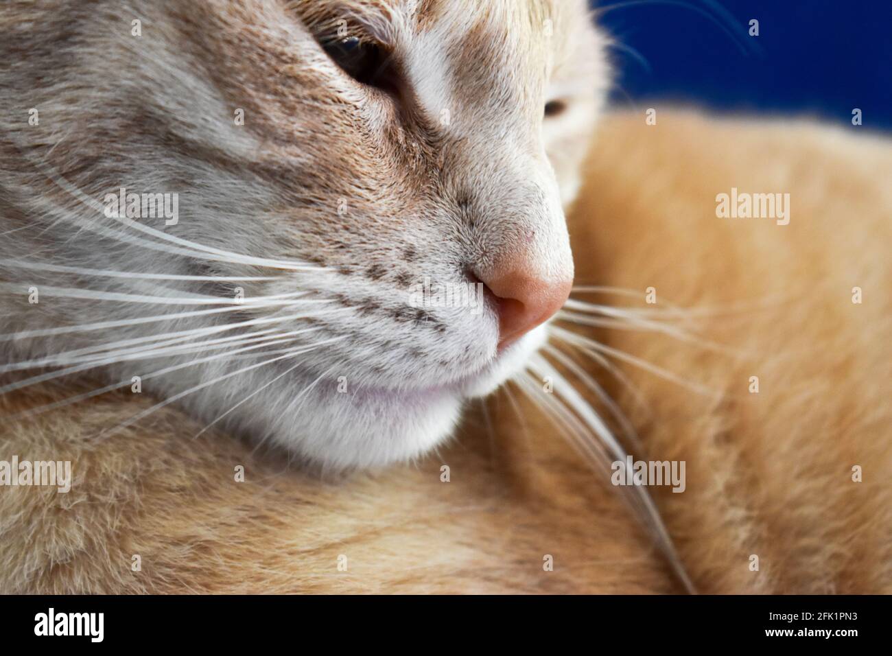 Ginger cat's nose close up Stock Photo