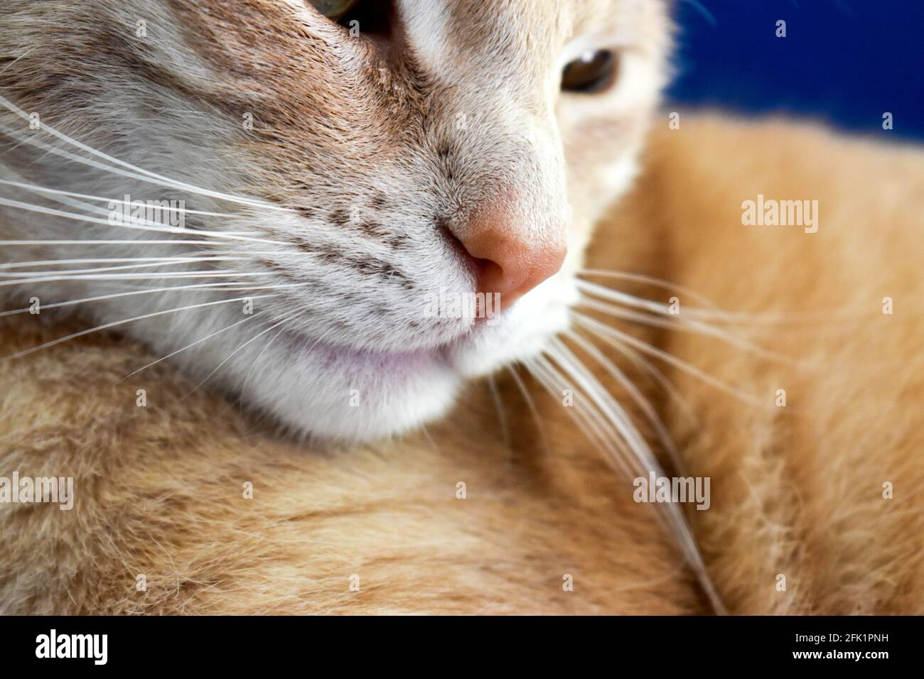Ginger cat's nose close up Stock Photo