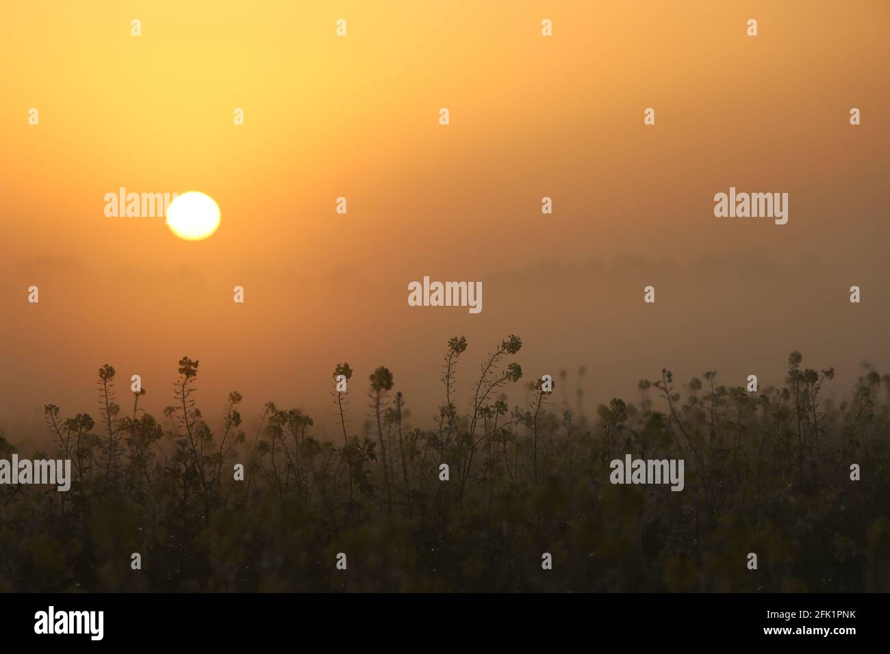Sunrise foggy Morning   sunrise with fog   Emsland/Germany Stock Photo