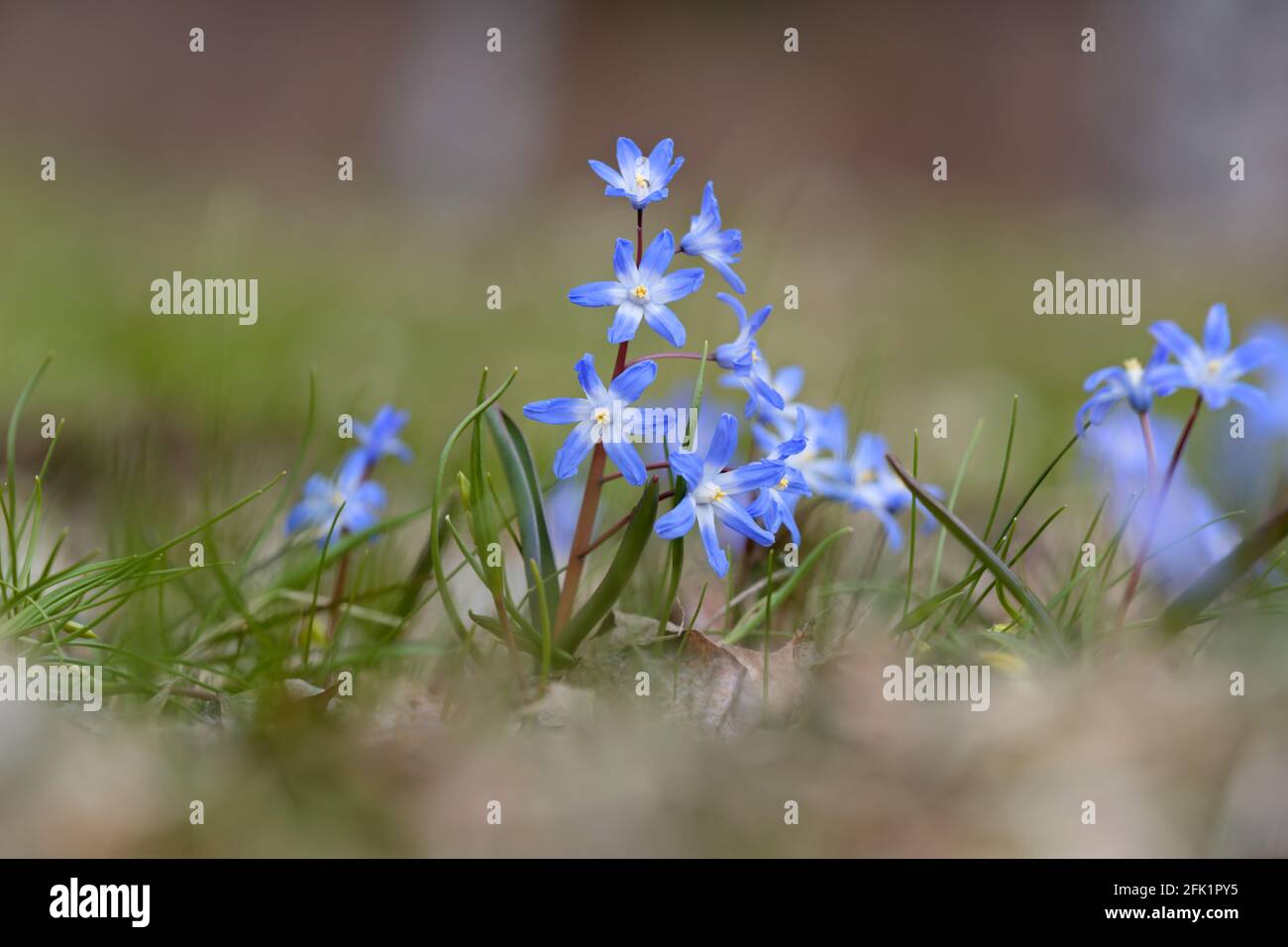 Scilla luciliae blooming in grass in early spring Stock Photo