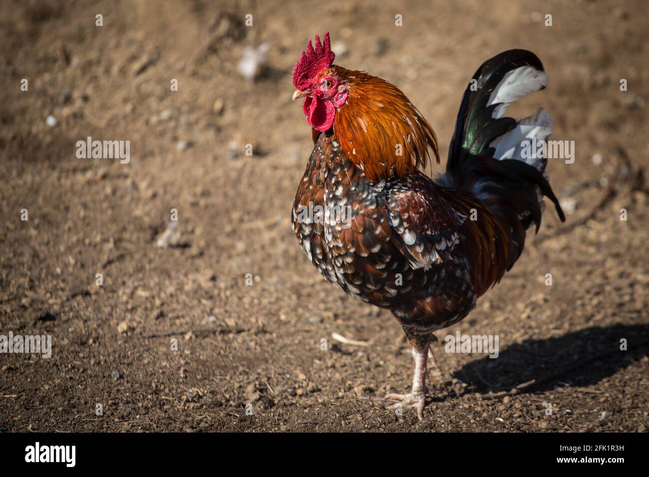 Stoapiperl/ Steinhendl rooster, a critically endangered chicken breed from Austria Stock Photo