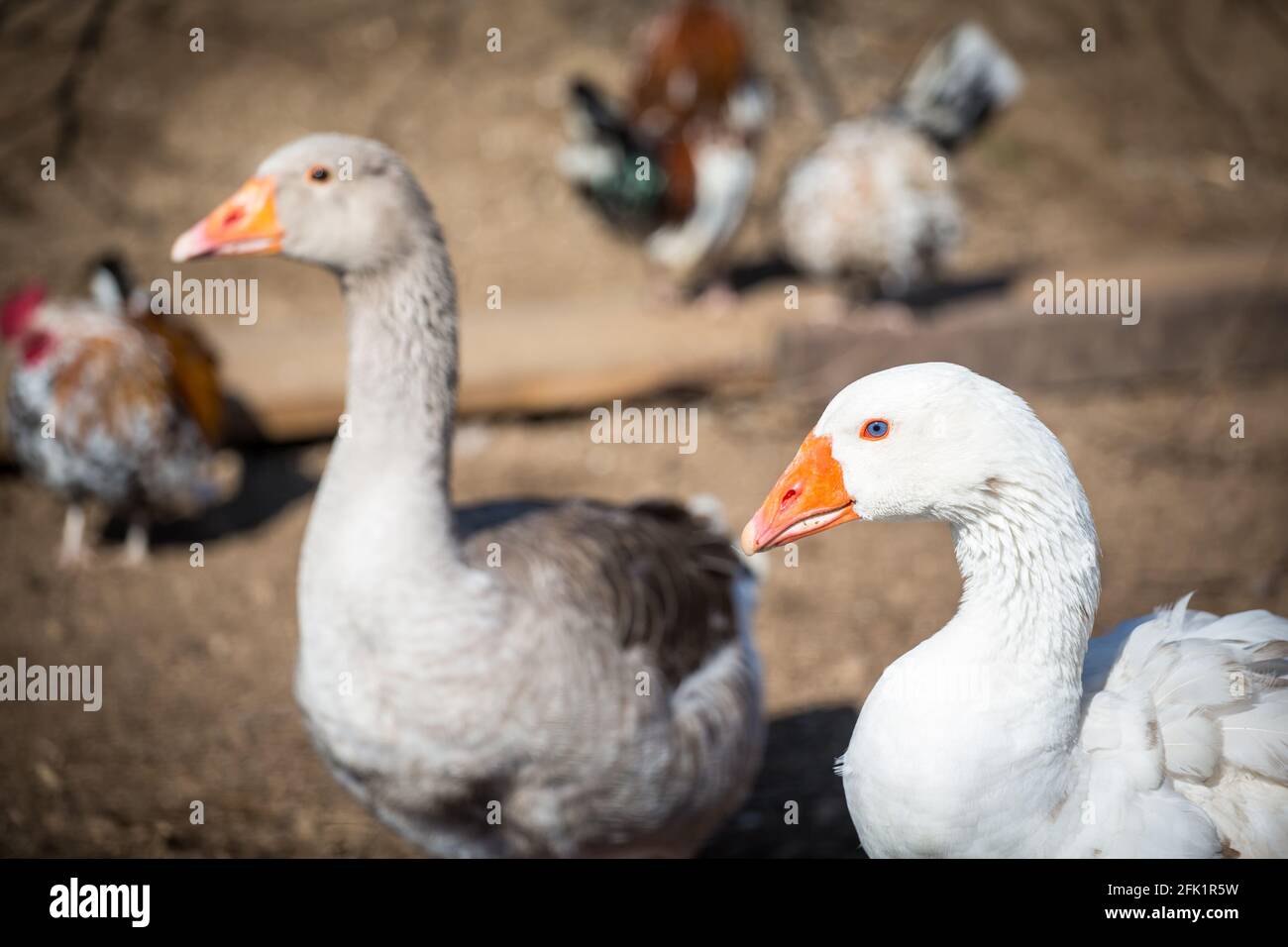 Österreichische Landgans, an endangered goose breed from Austria Stock Photo