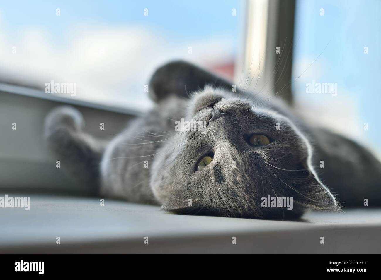 Gray cat sleeping funny on the windowsill Stock Photo