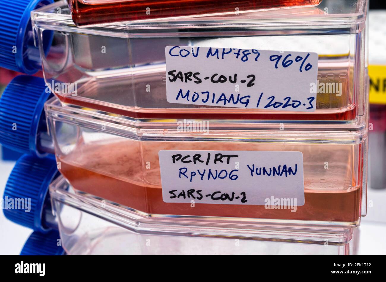 Several vials of Sars-Cov-2 strain samples from Mojiang and Yunnan in research lab, conceptual image Stock Photo
