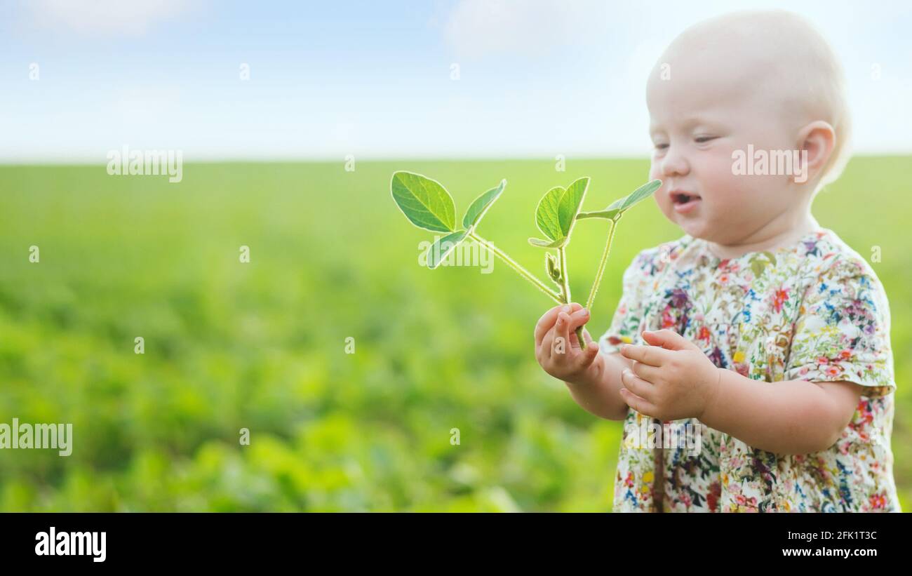 little girl holds young soybean sprout. Glycine max, soybean, soya bean sprout growing soybeans on scale. Agricultural soy plantation on sunny day. un Stock Photo