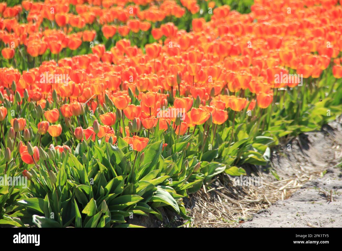 Flower bulb cultivation in the Netherlands Stock Photo Alamy