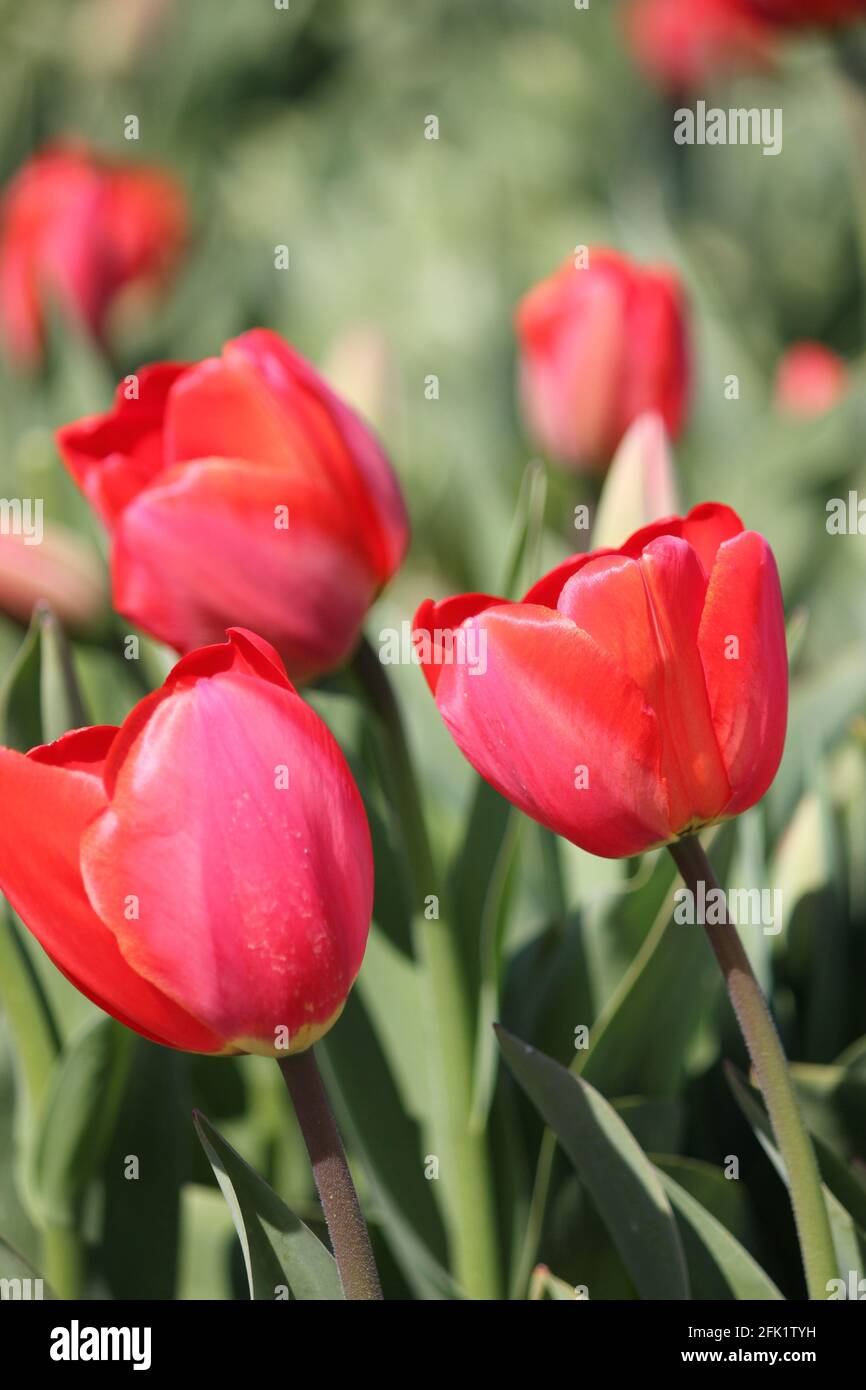 Flower bulb cultivation in the Netherlands Stock Photo Alamy