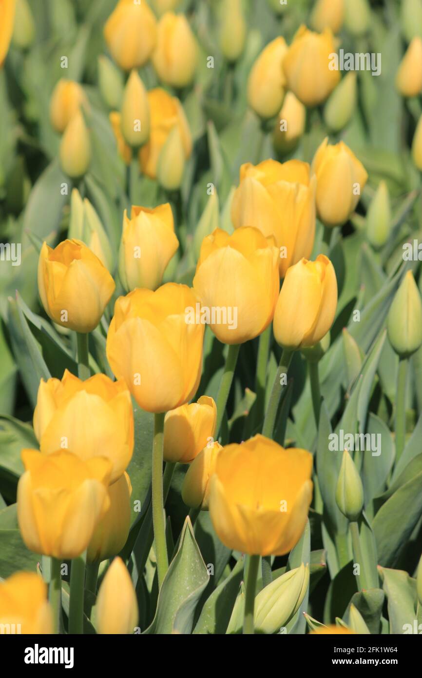 Flower bulb cultivation in the Netherlands Stock Photo Alamy