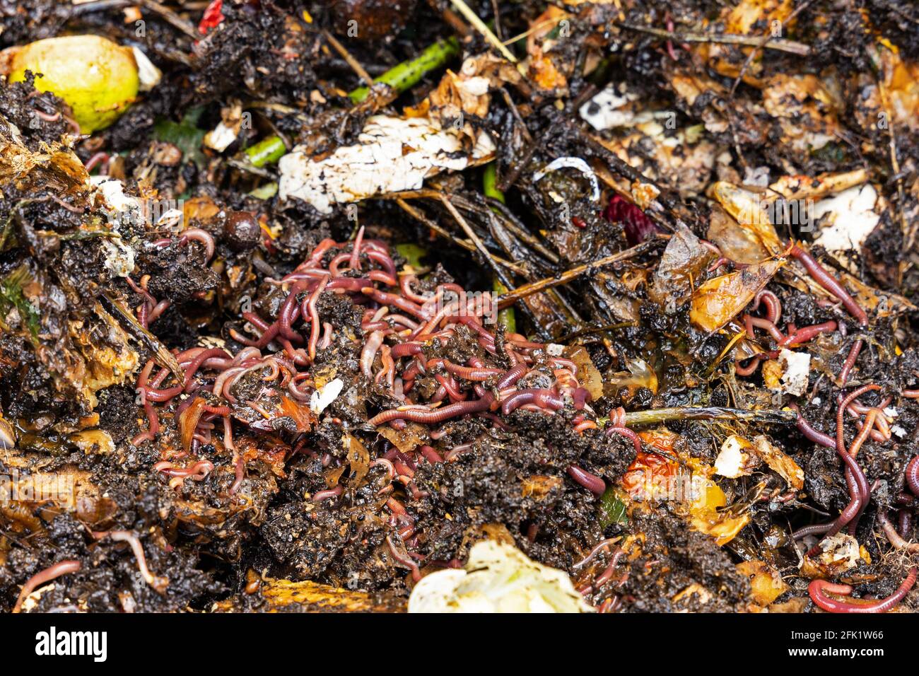 lots of worms in a compost eat kitchen waste to produce good soil Stock Photo