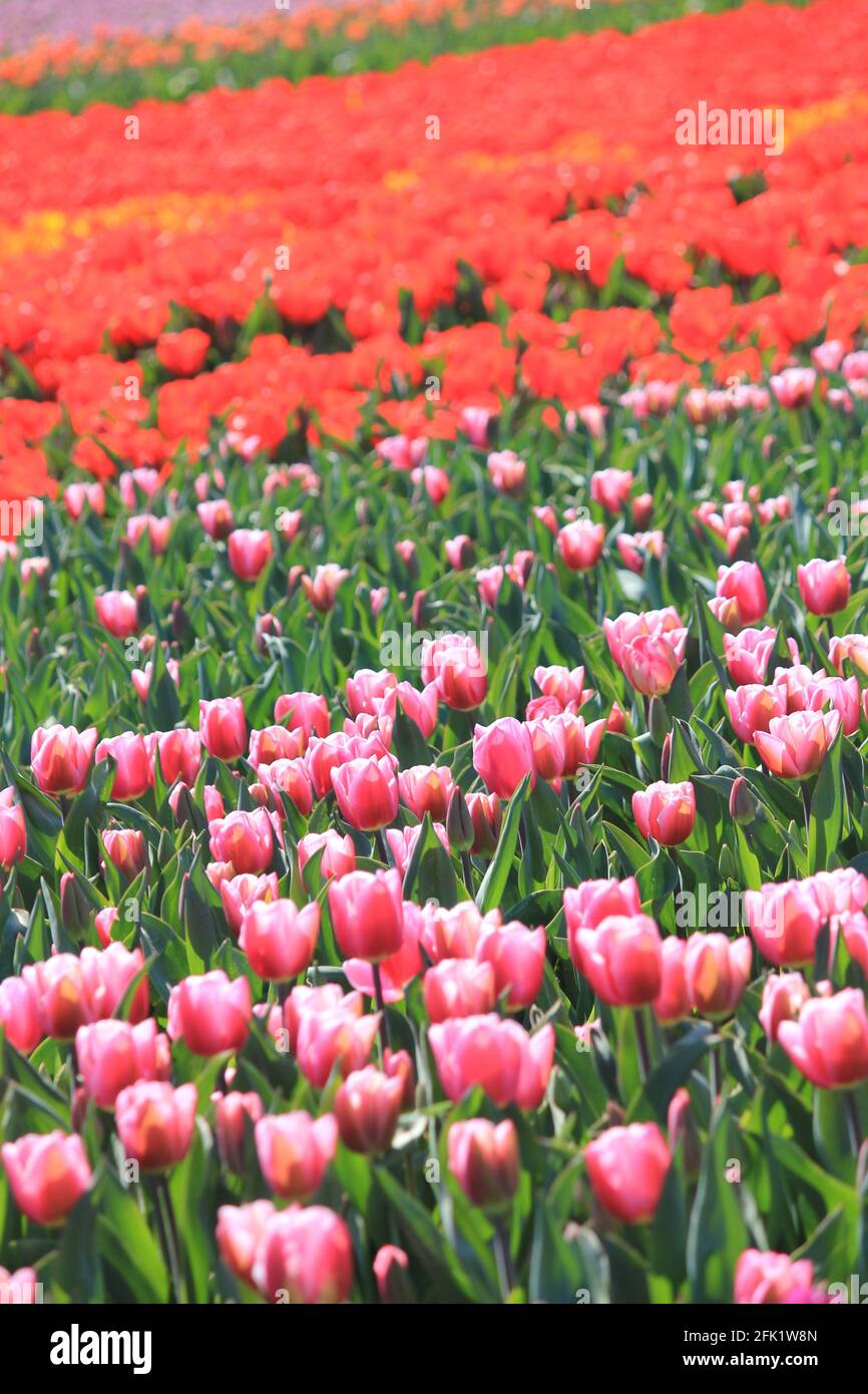 Flower bulb cultivation in the Netherlands Stock Photo Alamy
