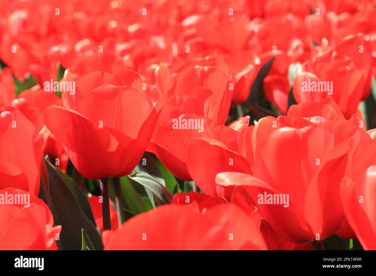 Flower bulb cultivation in the Netherlands Stock Photo Alamy