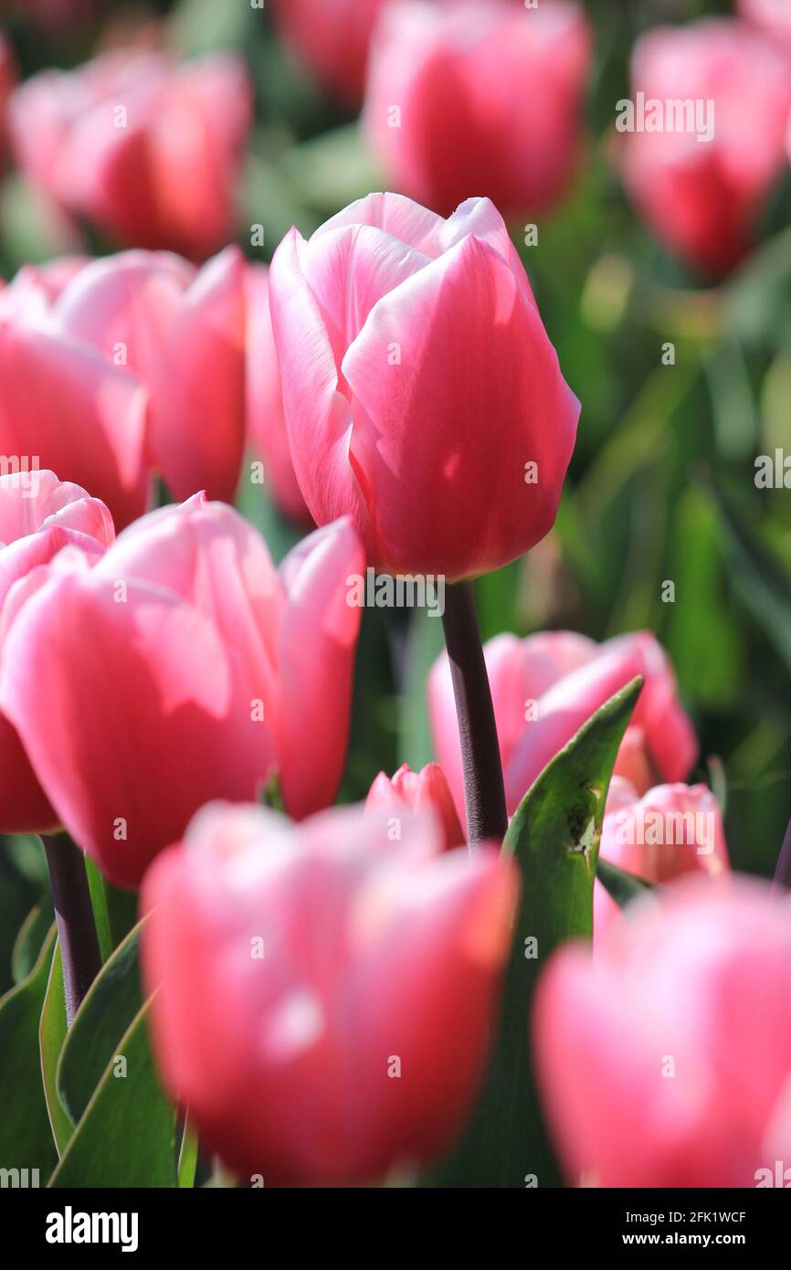 Flower bulb cultivation in the Netherlands Stock Photo Alamy