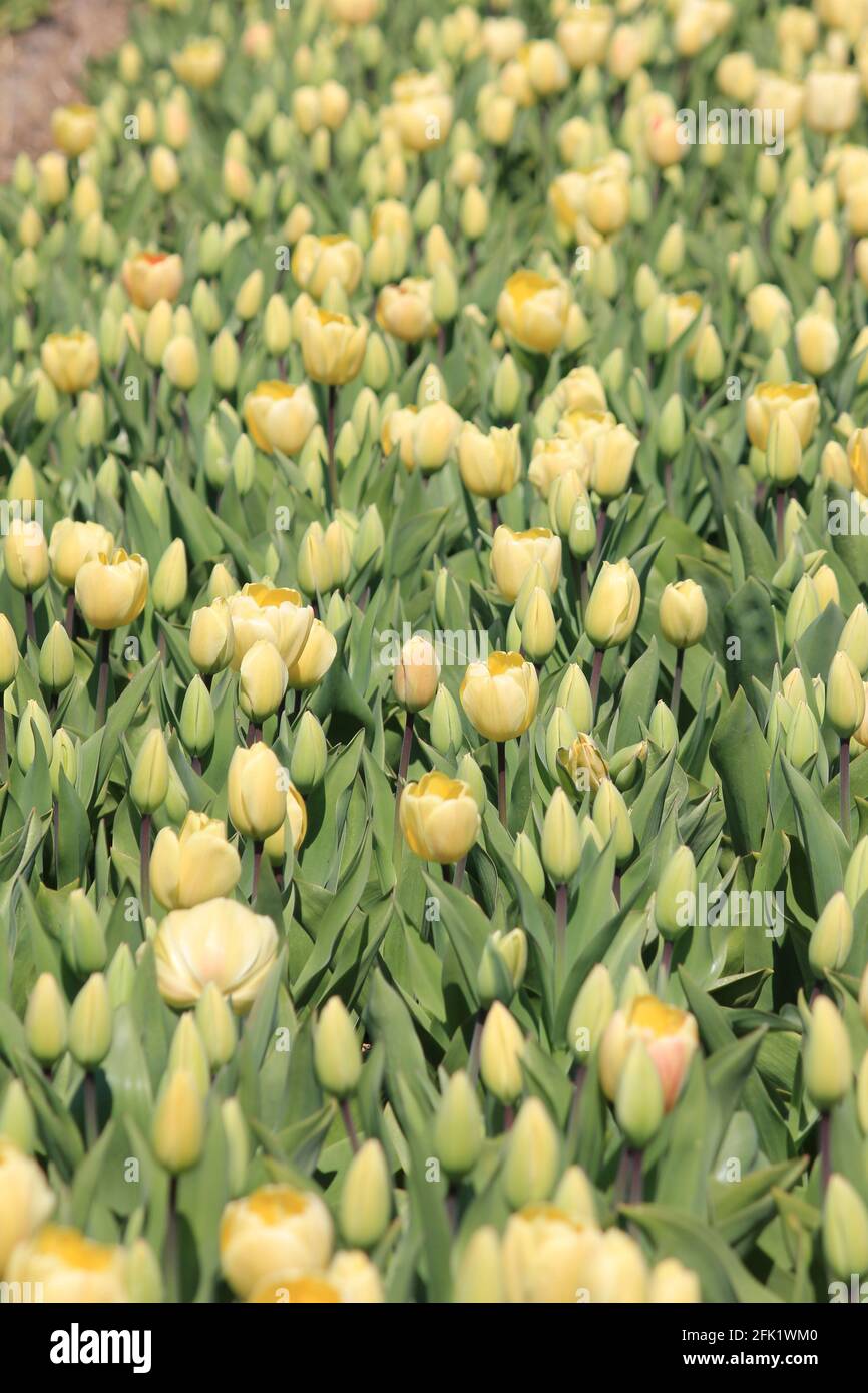 Flower bulb cultivation in the Netherlands Stock Photo Alamy