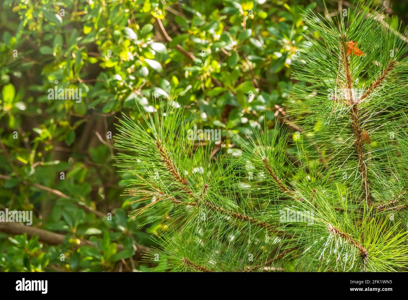Needles on a pine branch. Freshness, nature, concept. Latin Pinus brutia Stock Photo