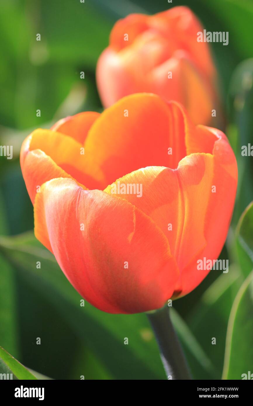 Flower bulb cultivation in the Netherlands Stock Photo Alamy