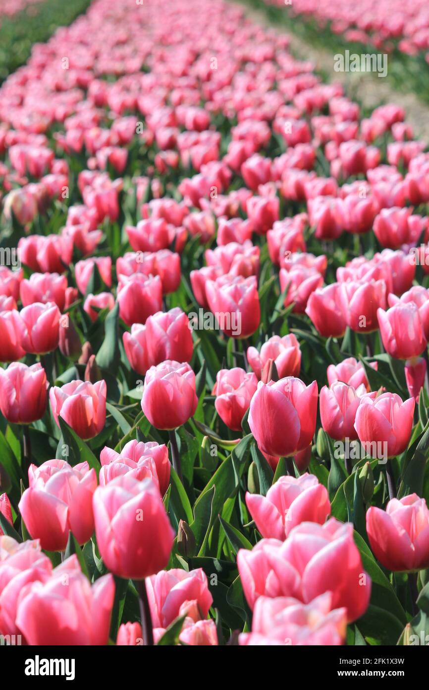 Flower bulb cultivation in the Netherlands Stock Photo Alamy