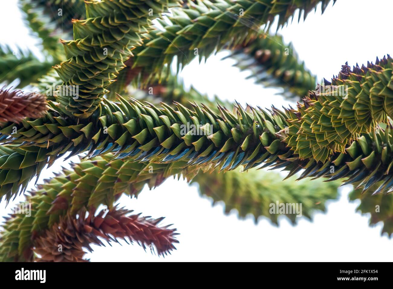 Needles of evergreen tree Araucaria araucana,commonly called the Monkey  Puzzle Tree, Monkey Tail Tree, Pewen or Chilean Pine Stock Photo - Alamy